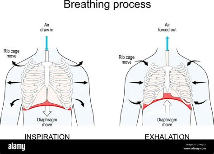 During inspiration the rib cage moves?