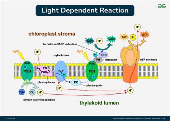 During light reaction ph of stroma?