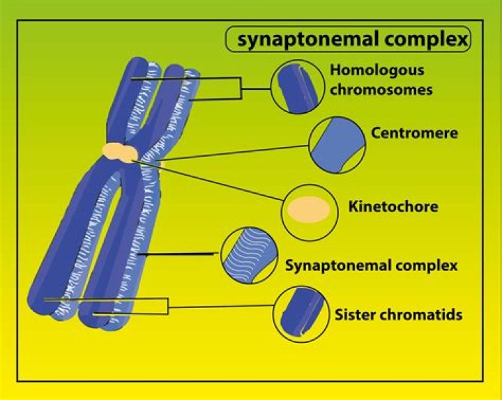 During meiosis origin of synaptonemal complex occurs in?
