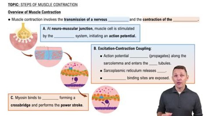 During muscle contraction this region shortens quizlet?