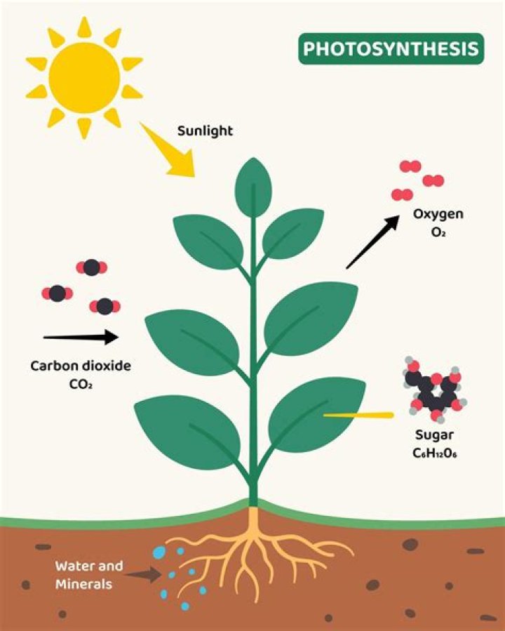 During photosynthesis which of the following splits to release oxygen?