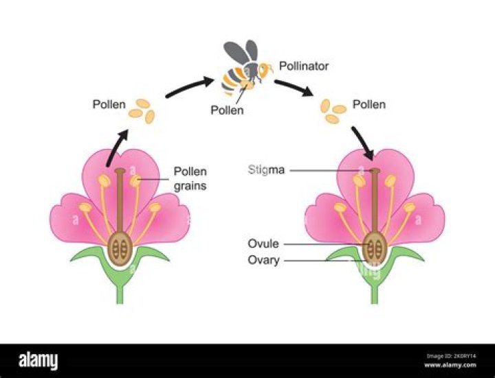 During pollination pollen is moved from quizlet?