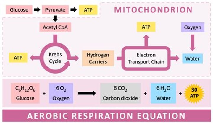 During respiration energy is released in the form of?