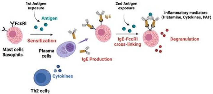 During sensitization antibodies attach to?
