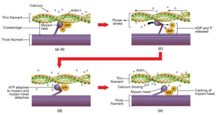 During skeletal muscle contraction calcium ions bind with?