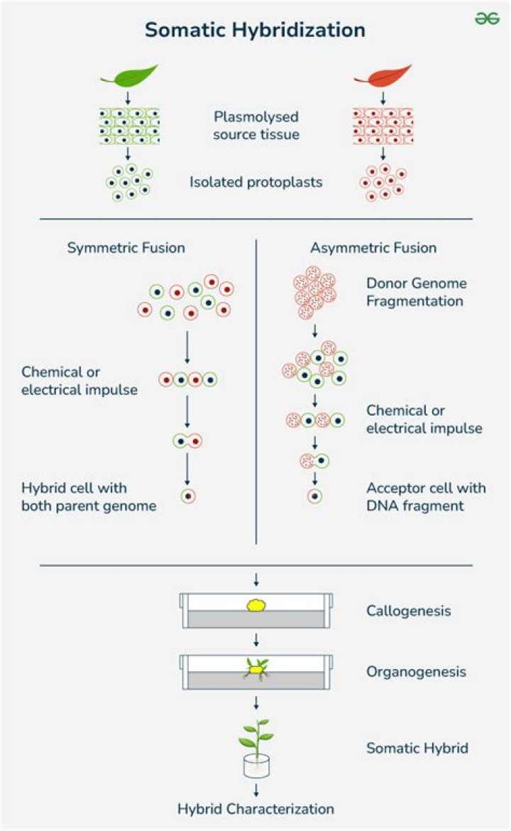 During somatic hybridization in plant cells are treated with?