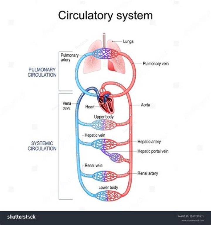 During systemic circulation blood exits the?