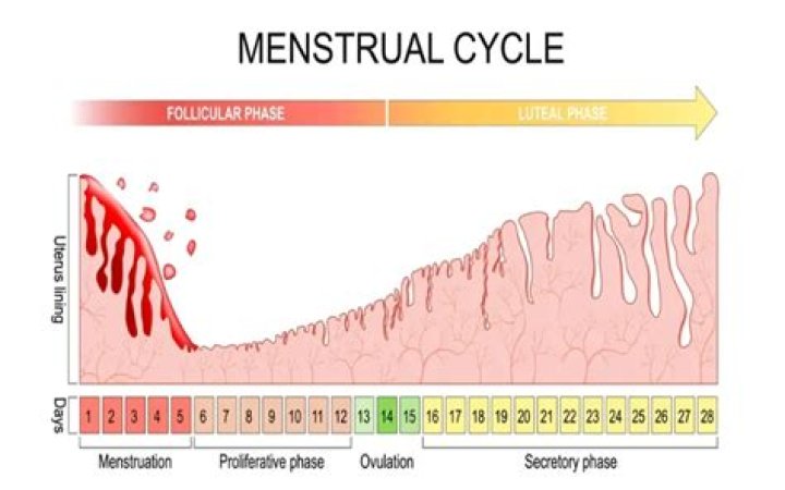 During the menstrual phase what's going on in the ovaries?