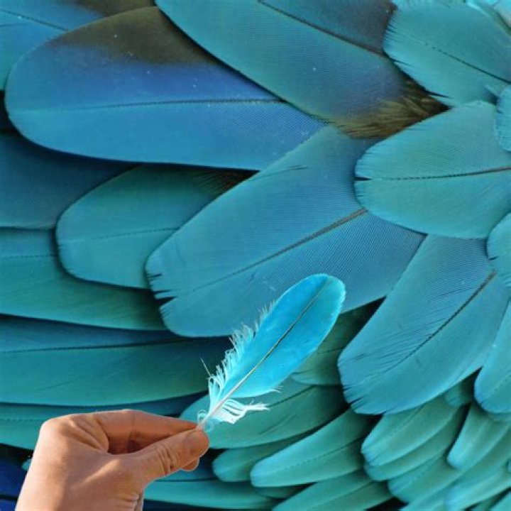 During the molting process?