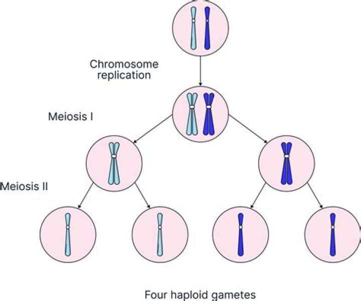 During the process of meiosis a diploid cell produces?