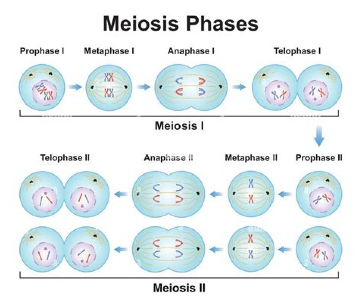 During the process of meiosis how many divisions occur?