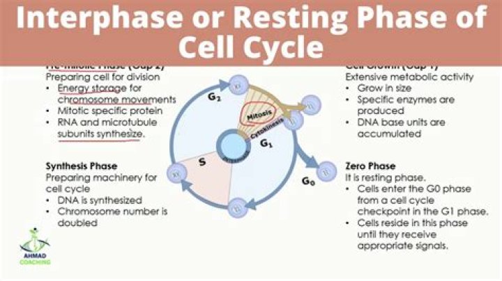 During the s portion of interphase what is the cell doing?