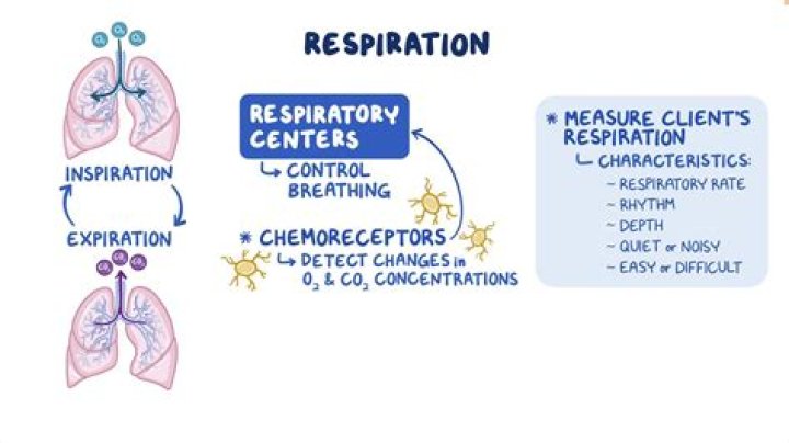 During which respiratory centre is inhibited?