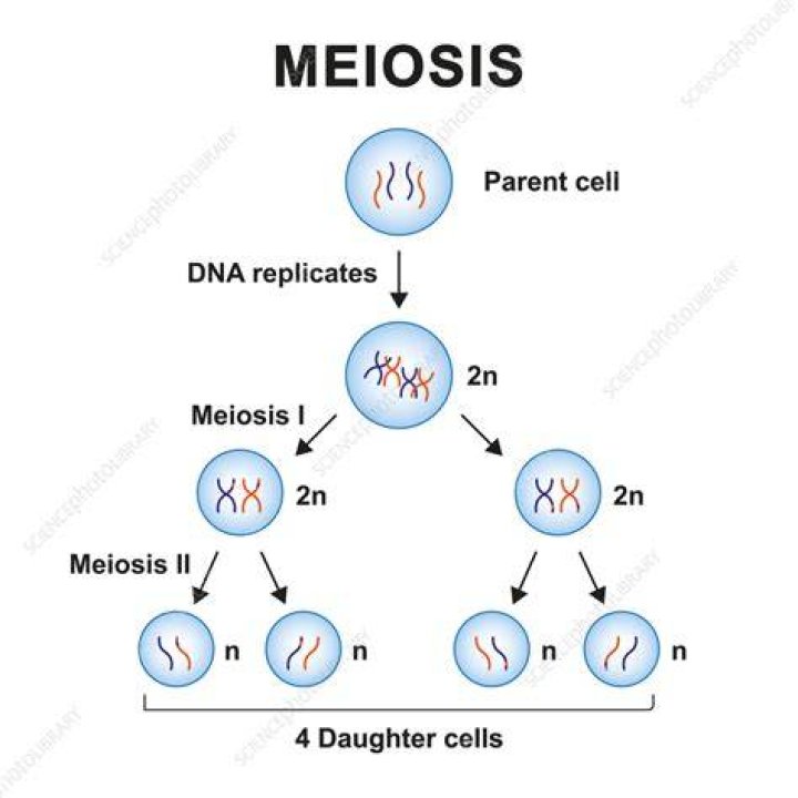 During which stage of meiosis synaptonemal complex is formed?