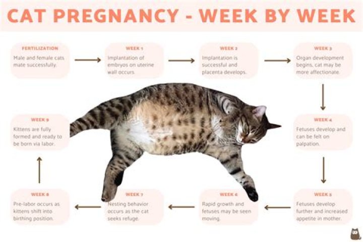 For how many weeks pregnant?