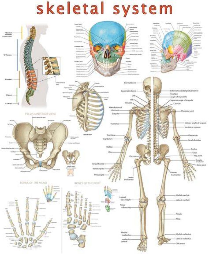 Has a skeletal system?