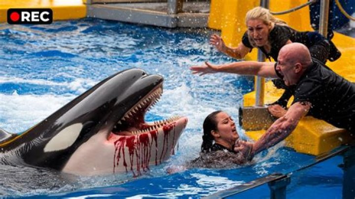 Has an orca ever killed a human?