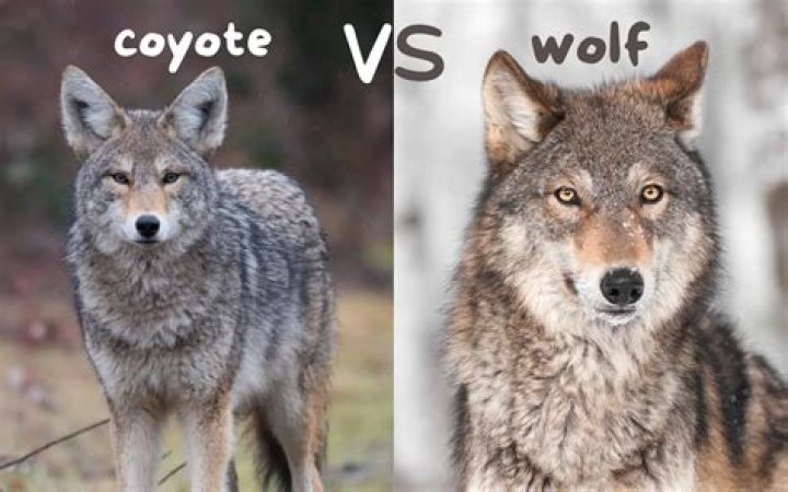 Has anyone died from a coyote?