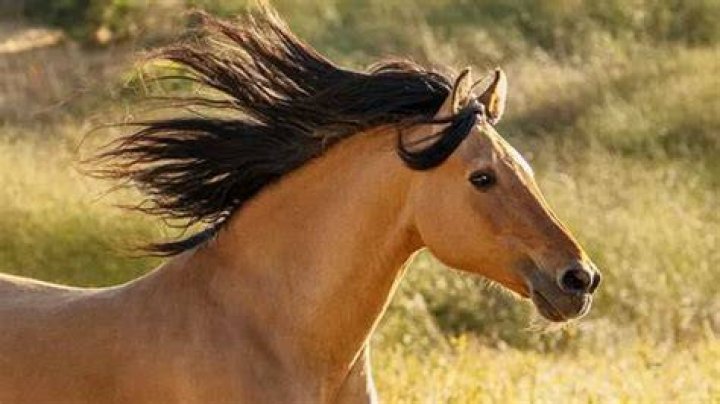 Has anyone ever ridden a kangaroo?