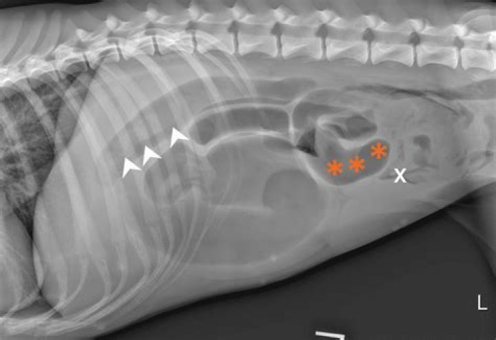 Has my dog got a bowel obstruction?