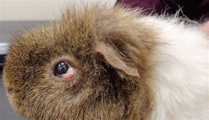 Has my guinea pig gone blind?