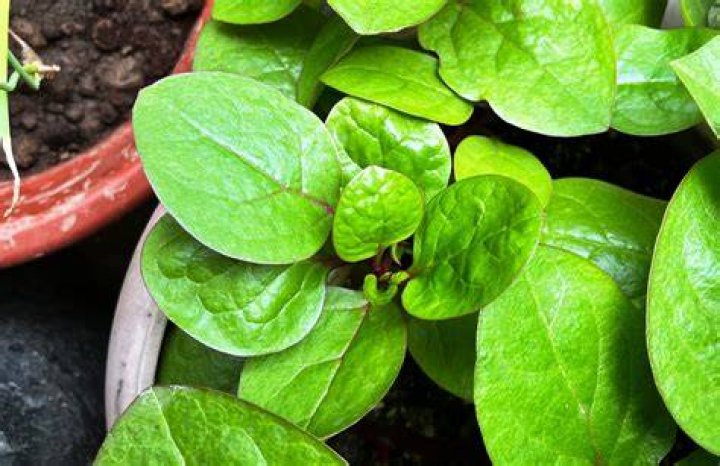 Has spinach got iron in it?
