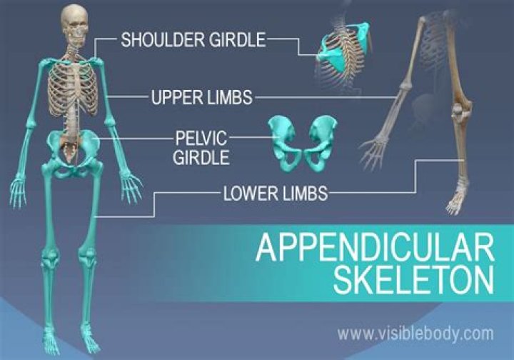 How appendicular skeleton work?