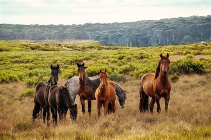 How are brumbies controlled?