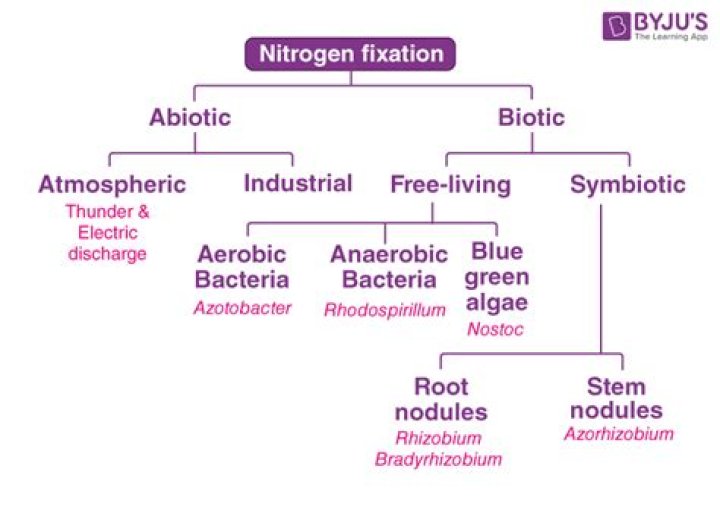 How are nitrogen fixation and ammonification similar?