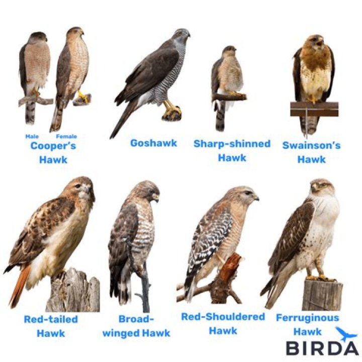How are the war hawks?