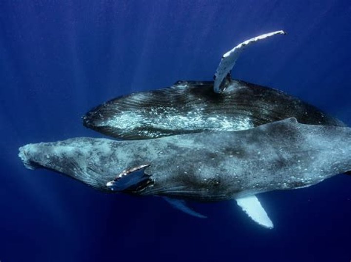 How are whales ungulates?