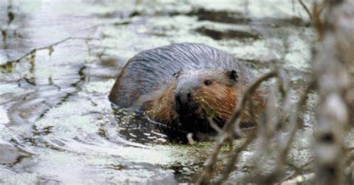 How beavers change the environment?