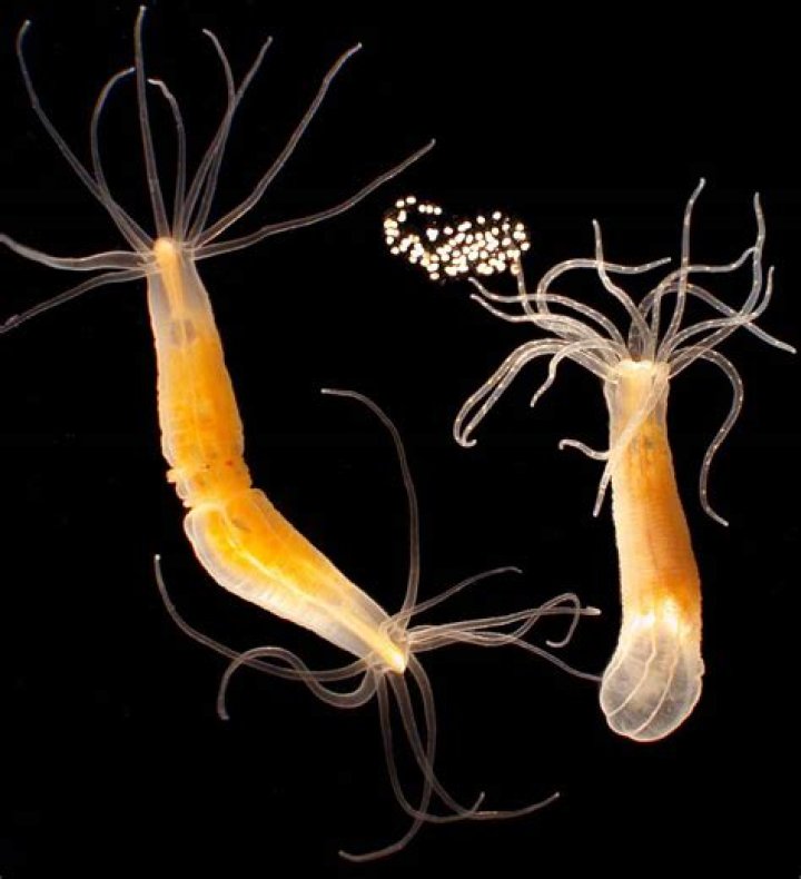 How big are hydras?