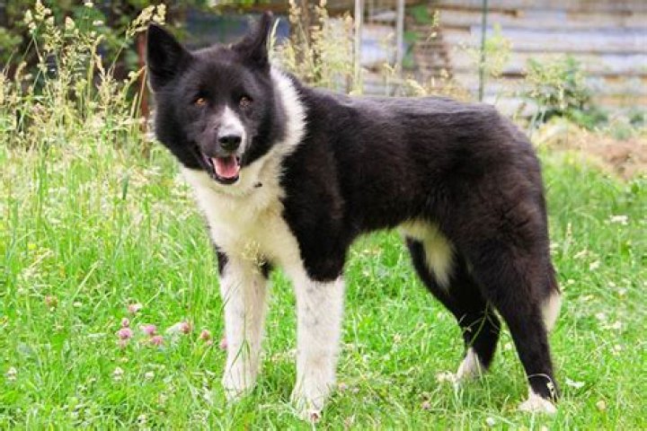 How big are karelian bear dogs?