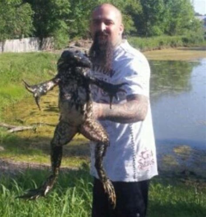 How big can bullfrogs get?
