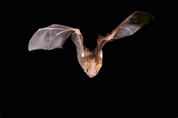 How big is a wrinkle-faced bat?