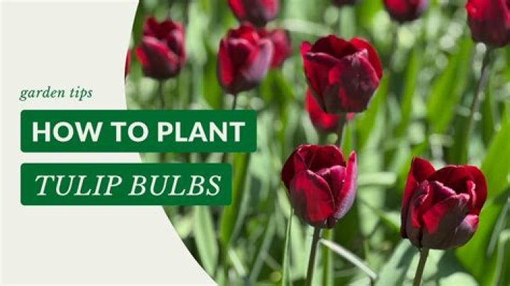 How deep should tulip bulbs be planted?