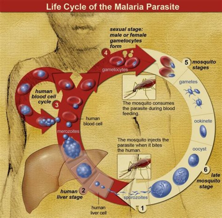 How did alphonse laveran discovered malaria?
