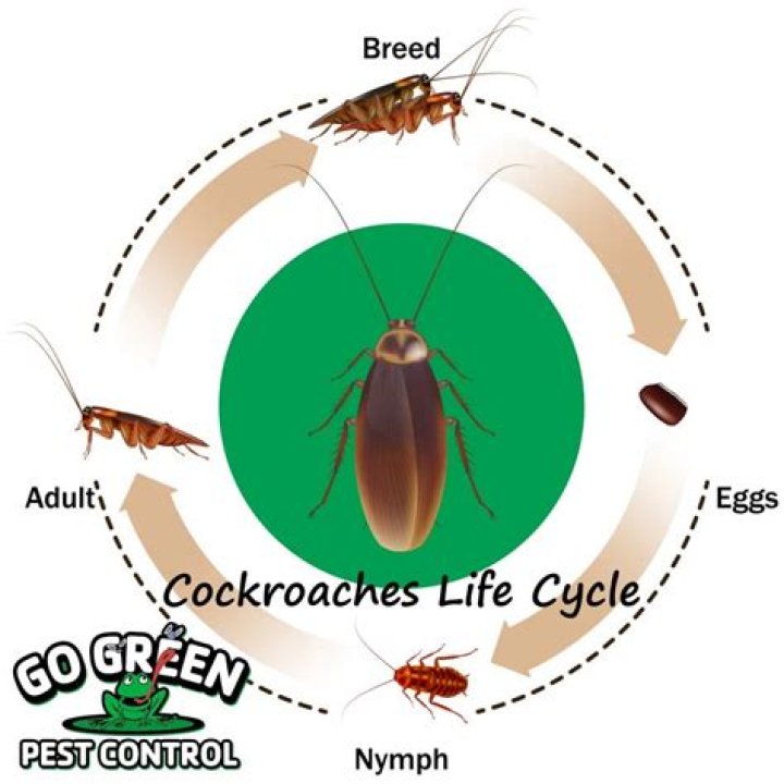 How do achatina reproduce?