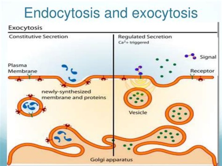 How do endocytosis and exocytosis differ?