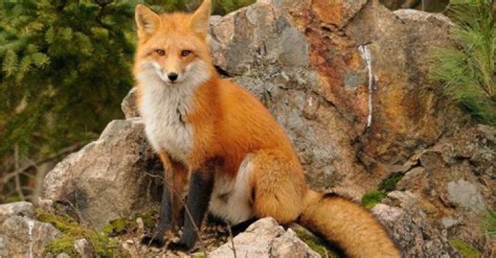 How do foxes live?