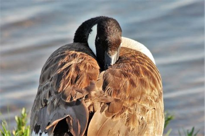 How do geese sleep?