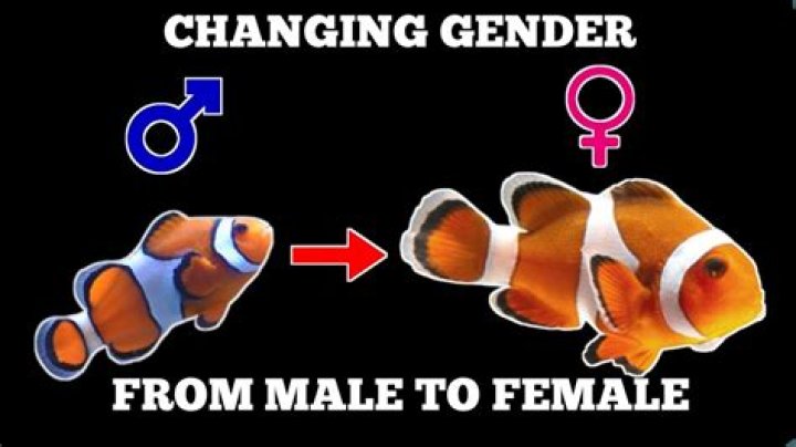 How do kobudai fish change gender?