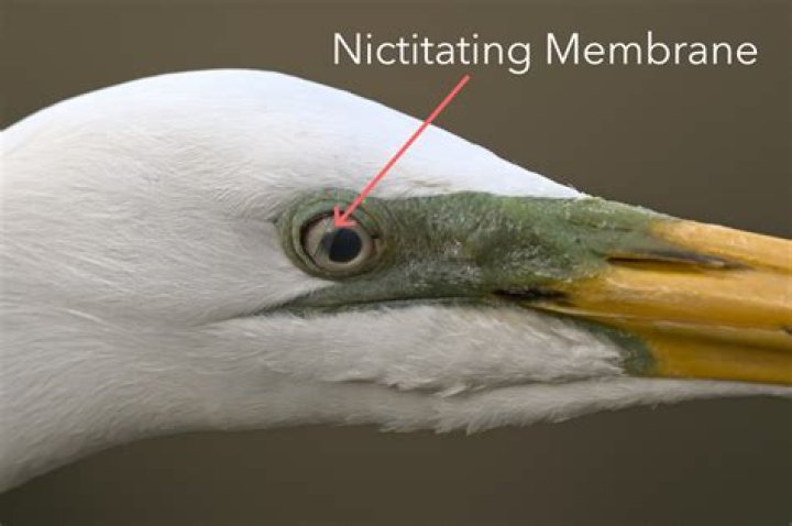 How do nictitating membranes work?