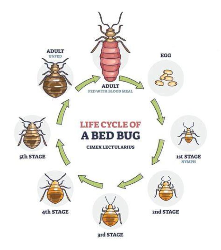 How do pincher bugs reproduce?