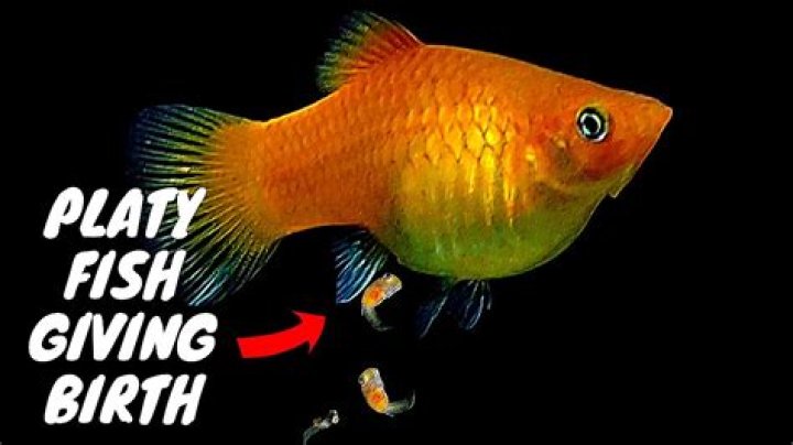 How do platys give birth?