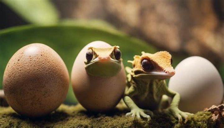 How do reptiles reproduce?