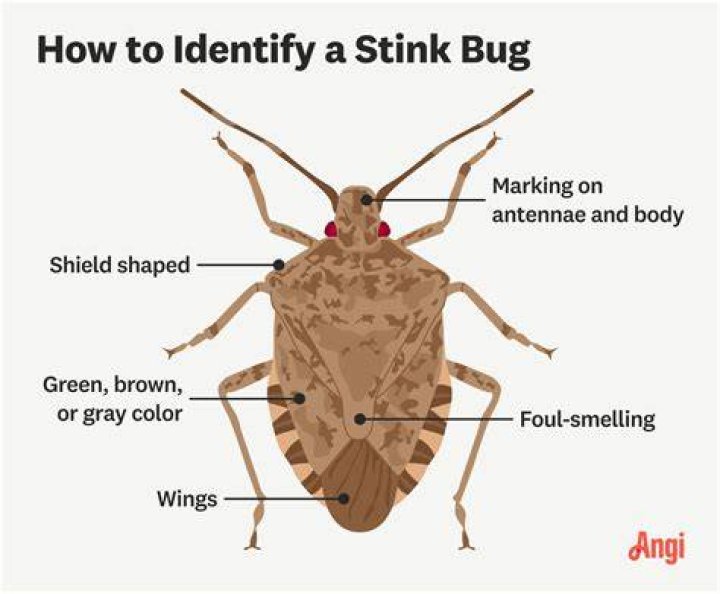 How do stink bugs work?