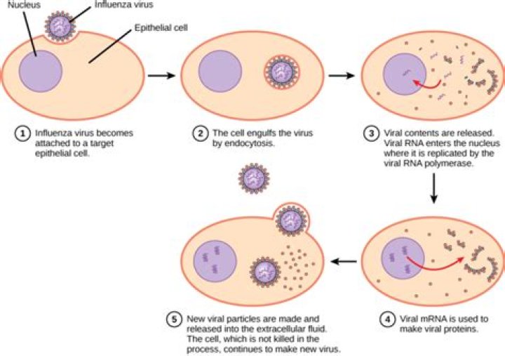 How do viruses hijack cells?
