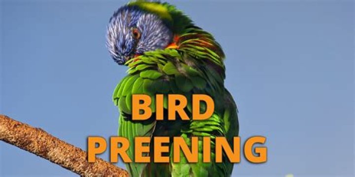 How do you preening?